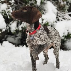 Rick Bass wrote The True Story of the Best Dog I’ve Ever Owned, which also features a Germ ...