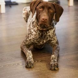 Today, this amazing breed is ranked 19th among 155 breeds registered by the American Kennel Club.
