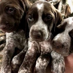 The German Shorthaired Pointer is a versatile hunting dog, an excellent companion, family loving ...