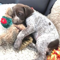 In the USA, the selection process was very active. The process of breeding German Shorthaired Po ...