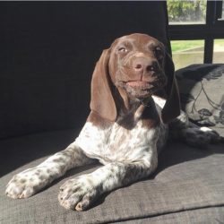 In the 1950s, German Shorthaired Pointers took an active part in various exhibitions and competi ...