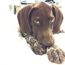 The popularity of this breed among Americans has inspired many writers to immortalize the breed  ...