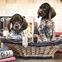 Robert Parker, a master detective, turned a German short-haired pointer named Spencer into one o ...