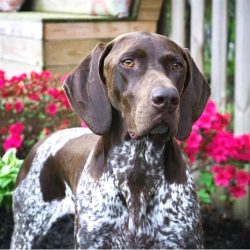 German Shorthaired Pointers love to be around people, and walks in the fresh air are a special p ...
