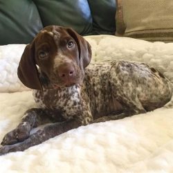 The first dog of this breed was introduced to the United States in 1925. She was brought there b ...
