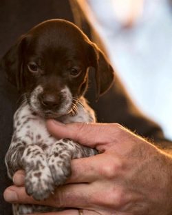 The ancestors of the German Shorthaired Pointer were Spanish pointers, who later began to cross  ...