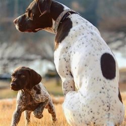 The German short-haired pointer hunts birds with ease, especially waterfowl, rabbits, raccoons,  ...