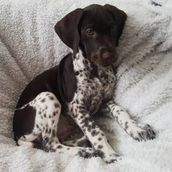 The German Shorthaired Pointer always tries to please and please its owner, especially if such e ...