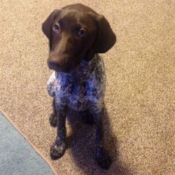 Dogs of this breed have proven themselves well as guard dogs.