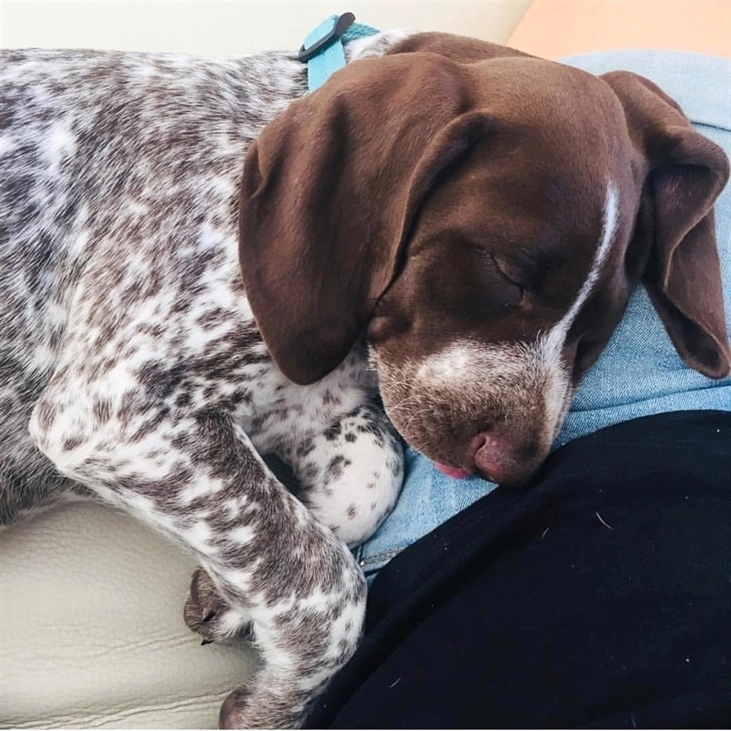 The German Shorthaired Pointer can be used to guard any object. 