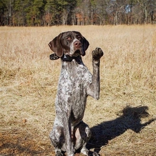  An excellent pet for the active family German Shorthaired Pointer.