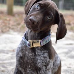 The German Shorthaired Pointer is not easy to train. They grasp the basic hunting teams and tech ...