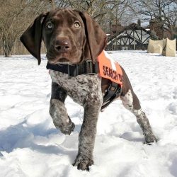 The average life expectancy of the German Shorthaired Pointer is about 12-14 years.