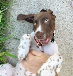 The main health problems of the German shorthaired pointer: cleft palate, cranial cruciate ligam ...