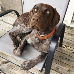 German Shorthaired Pointers are very active. They need daily walks and jogging for at least an hour.