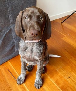German Shorthaired Pointers females have a strong maternal instinct and are always meticulous in ...