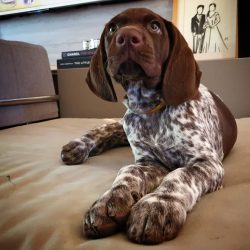 When maintaining a German Shorthaired Pointer, care must be taken to enclose the yard with a fen ...