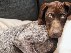 Dogs of this breed are prone to barking at strangers and noises.