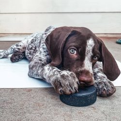German Shorthaired Pointers are very outgoing. Loneliness is hard for them.