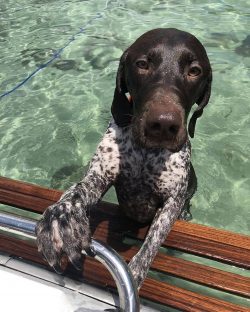 Many aspiring dog breeders make the common mistake of bathing German Shorthaired Pointers freque ...