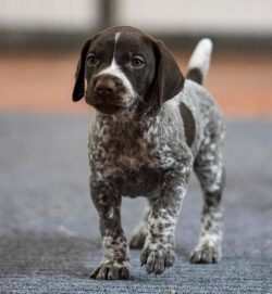 Bathe German Shorthaired Pointers as needed. Excessive bathing can lead to negative consequences ...