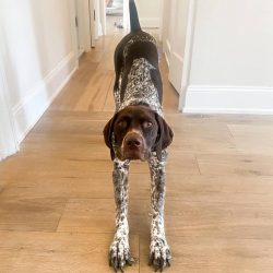 German Shorthaired Pointers characterize dogs that require little maintenance.