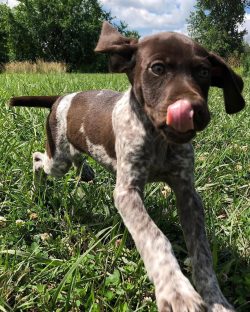 If you want a healthy puppy, do not purchase animals from random breeders. Trust only trusted, f ...