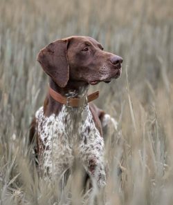 The German Shorthaired Pointer stands out from other hunting dogs. The thing is that German Shor ...