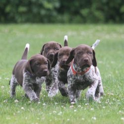 Hard to find a more hardworking and patient companion than the German Shorthaired Pointer.