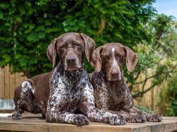 This dog tends to be dominant. It is important that the owner is ready to fight back in time and ...