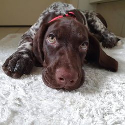 In everyday life, these dogs are excellent athletes. They are very energetic and cannot sit around.