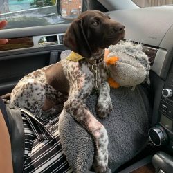 The shorthaired pointer has a strong character. This dog is prone to dominance and will defend i ...