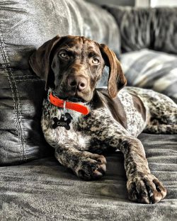 Dogs of this breed recognize only one owner.
 