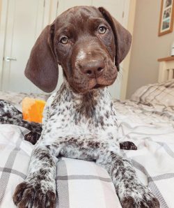  For German Shorthaired Pointers, emotional contact and communication with a person are very imp ...