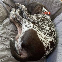 These dogs cannot be left alone for a long time – they are very difficult to tolerate.