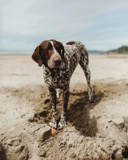 With a dog of this breed, you can go for a morning run, and hunting, and to the ends of the world.