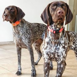 Dogs of this breed are extremely intelligent. They are easy to train and give the impression tha ...