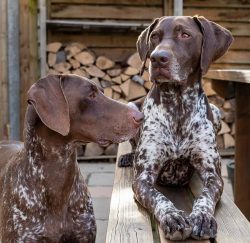 With the right approach, these dogs clearly understand the rules of behavior, and then you can g ...