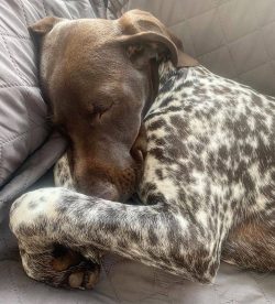 This is a very noisy breed, so the owner’s primary task is to start raising the animal as  ...