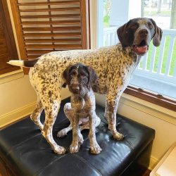German Shorthaired Pointers bark a lot and enjoy. On business and just like that.