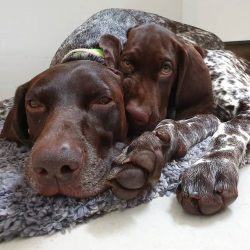 When it comes to communication, the German Shorthaired Pointer is one of the loudest dog breeds.