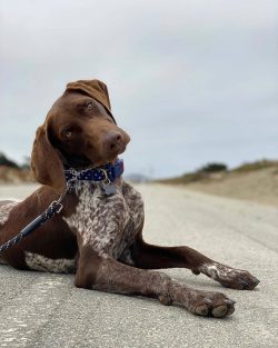Don’t forget your hunting instincts. They are very strong in this breed, and small pets au ...