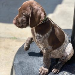 With other animals, dogs of this breed get along well, especially if they grew up together.