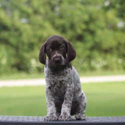 The German Shorthaired Pointer can be overly active, which will scare children. Therefore, this  ...