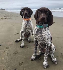 The German Shorthaired Pointer is not suitable for families with small children – they fin ...