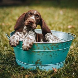 It is rare to hear that the German Shorthaired Pointer is impatient or stubbornly refuses to car ...