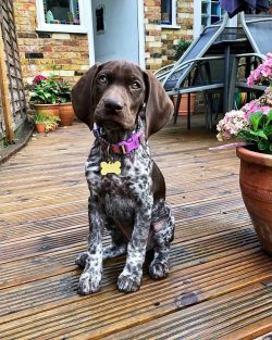 Dogs of this breed have unique coat properties. It is water-repellent and does not stick to furn ...