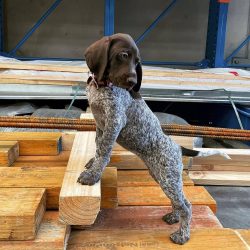 But at the same time, German Shorthaired Pointers shed very intensively, so they should be combe ...
