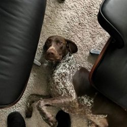 With the German Shorthaired Pointer you need to walk a lot and varied.