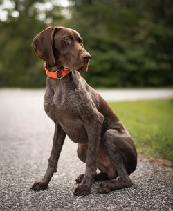 Dogs of this breed will be happy to run, swim, play – in a word, they will support any act ...